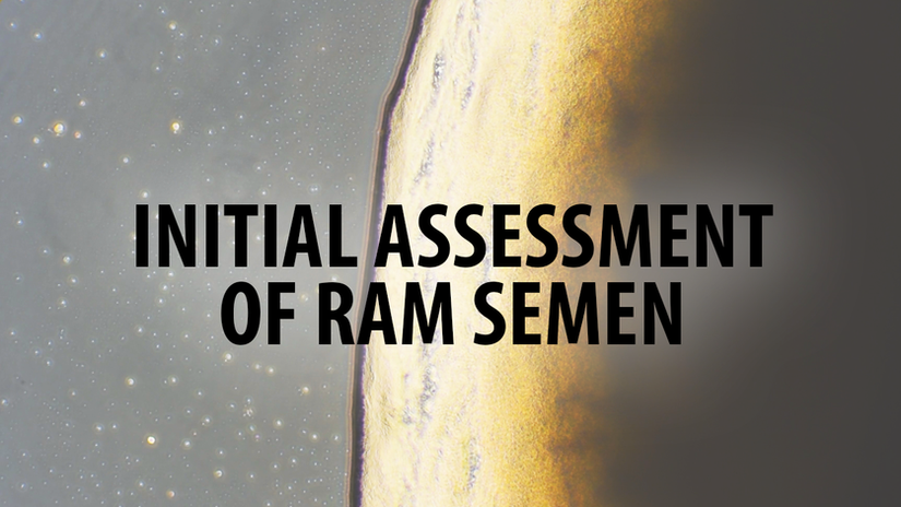 Initial assessment of ram semen
